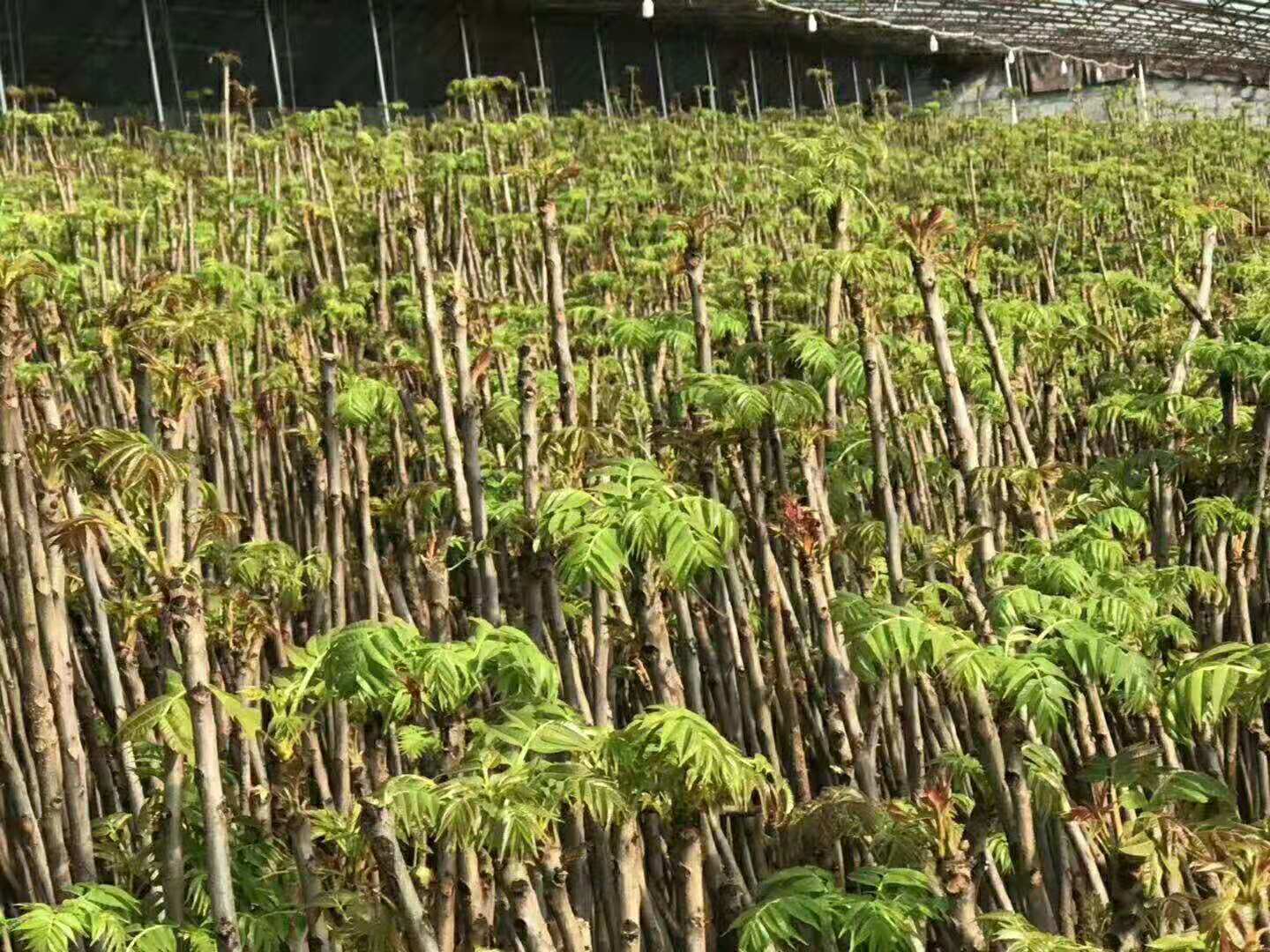 香椿芽